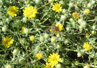 Heterotheca villosa <br>GOLDENASTER