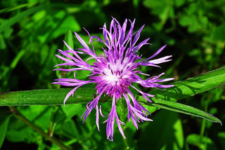 Monarda citriodora 'Bergamo' <br>LEMON HORSEMINT BEEBALM BERGAMOT