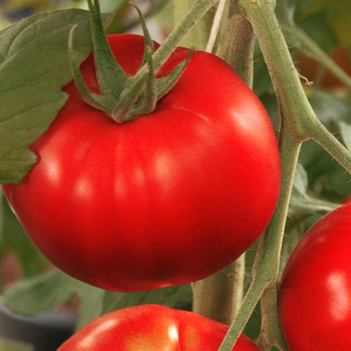 Solanum lycopersicum <br>BEEFSTEAK TOMATO