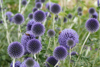 Echinops ritro <br>GLOBE THISTLE 'PLATINUM BLUE'