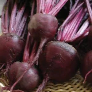 Beta vulgaris <br>BEET BULL'S BLOOD
