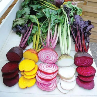Beta vulgaris <br>BEETS RAINBOW MIX
