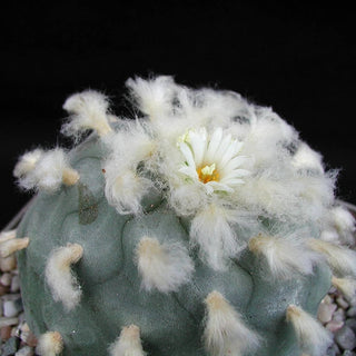 Lophophora diffusa <br>PEYOTE CACTUS