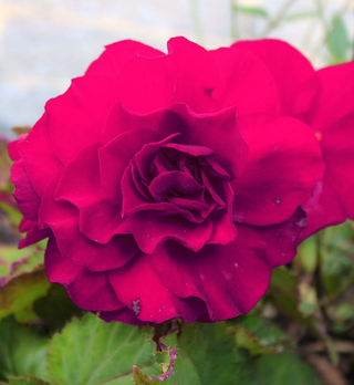 Begonia tuberhybrida <br>BEGONIA DEEP ROSE