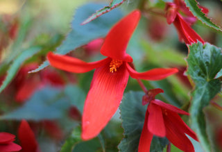 Begonia tuberhybrida boliviensis <br>BEGONIA GROOVY RED