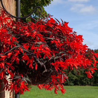 Begonia boliviensis <br>BEGONIA 'NIGHT FEVER ROSSO'