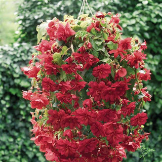 Begonia tuberhybrida <br>BEGONIA TRAILING SCARLET