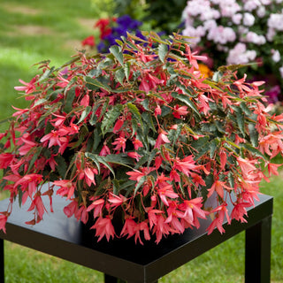 Begonia boliviensis <br>BEGONIA BOSSA NOVA PINK GLOW