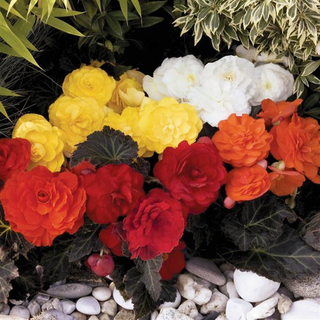 Begonia tuberhybrida <br>BEGONIA MOCCA MIX