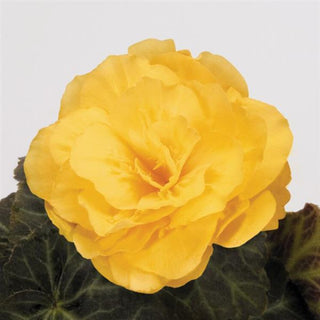 Begonia tuberhybrida <br>BEGONIA MOCCA YELLOW