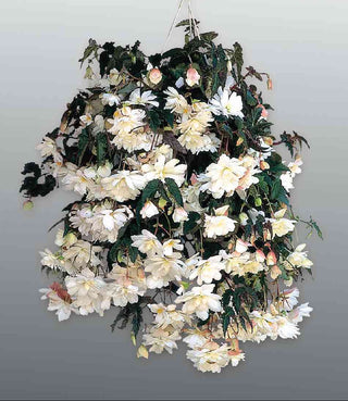 Begonia tuberhybrida <br>BEGONIA TRAILING WHITE