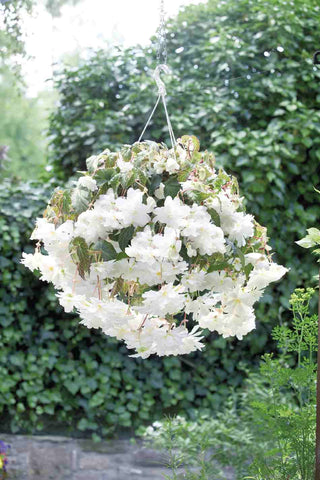 Begonia tuberhybrida <br>BEGONIA TRAILING WHITE