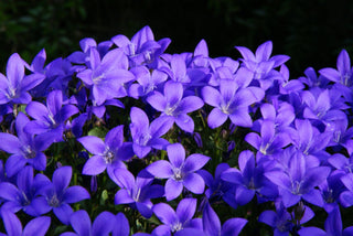 Campanula portenschlagiana, C.muralis <br>DEEP BLUE DALMATION BELLFLOWER, ALPINE SIBERIAN BELLFLOWER