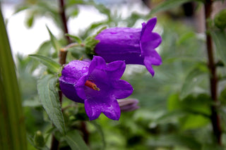 Campanula medium <br>CANTERBURY BELLS, CUP & SAUCER MIX