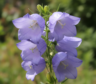 BELLFLOWER 'TELHAM BEAUTY'