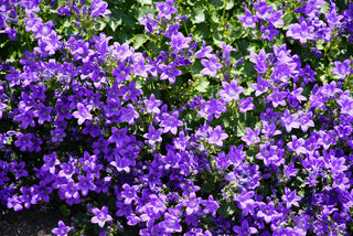 Campanula portenschlagiana, C.muralis <br>DALMATION BELLFLOWER, ALPINE SIBERIAN BELLFLOWER