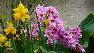 Bergenia purpurascens <br>ELEPHANTS EARS, PURPLE BERGENIA