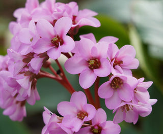 Bergenia cordifolia <br>ELEPHANT EARS, PIGSQUEAK, LARGE ROCKFOIL