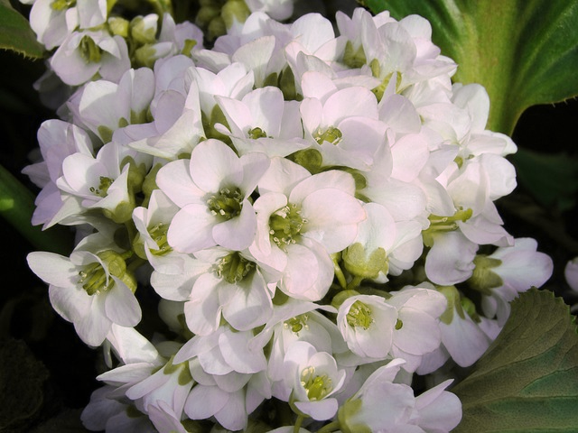 elephant ear plant white flower Bergenia cordifolia ELEPHANT EARS WHITE FLOWER – Ferri Seeds