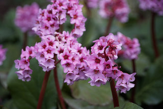 Bergenia purpurascens <br>ELEPHANTS EARS, PURPLE BERGENIA