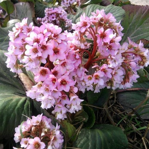 bergenia elephant ear plant Bergenia cordifolia ELEPHANT EARS – Ferri Seeds