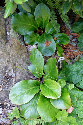 Bergenia emeiensis <br>ELEPHANTS EARS