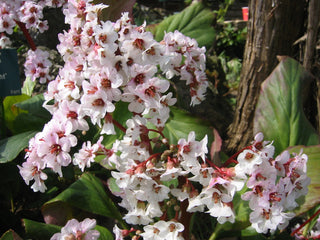 Bergenia emeiensis <br>ELEPHANTS EARS