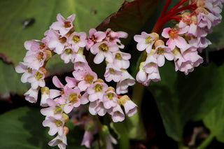 Bergenia emeiensis <br>ELEPHANTS EARS