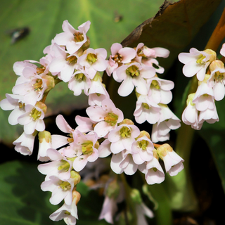 Bergenia emeiensis <br>ELEPHANTS EARS