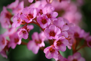 Bergenia cordifolia <br>ELEPHANT EARS, PIGSQUEAK, LARGE ROCKFOIL