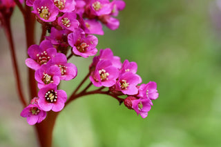 Bergenia cordifolia <br>RED FLOWER ELEPHANT EARS, PIG SQUEAK, HEARTLEAF