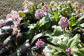 Bergenia purpurascens <br>ELEPHANTS EARS, PURPLE BERGENIA