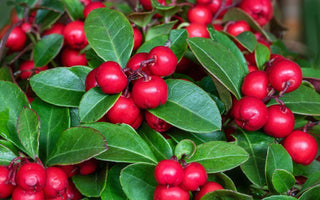 Gaultheria procumbens <br>WINTERGREEN 'REDWOOD'