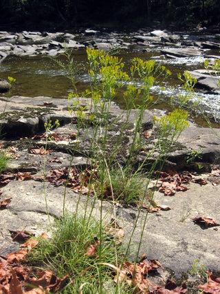 Bigelowia nuttallii <br>NUTTALL'S RAYLESS GOLDENROD