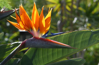 Strelitzia reginae <br>BIRD OF PARADISE ORANGE