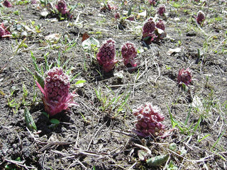 Petasites hybridus <br>BUTTERBER PINK-FLOWERED, FUKI