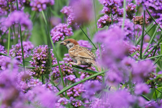 Verbena bonariensis <br>TALL VERBENA, PURPLETOP VERVAIN, BRAZILIAN