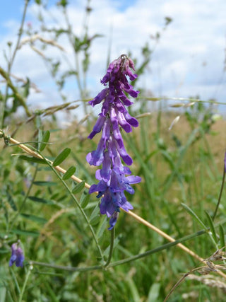 Vicia cracca <br>BIRD VETCH