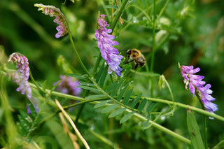 Vicia cracca <br>BIRD VETCH