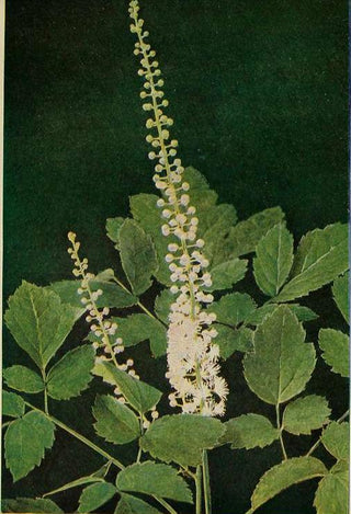 Cimicifuga racemosa var. cordifolia <br>SNAKEROOT, BUGBANE