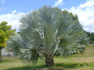 Bismarckia nobilis <br>HARDY SILVER BISMARCKIA PALM