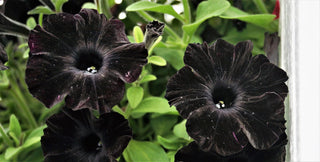 Petunia <br>PETUNIA BLACKBERRY