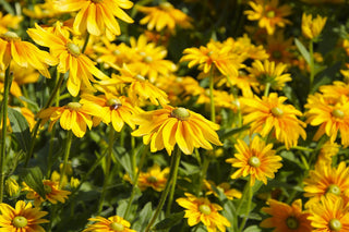 Rudbeckia hirta <br>RUDBECKIA 'PRAIRIE SUN'