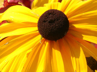 Rudbeckia hirta <br>RUDBECKIA 'GOLDILOCKS'