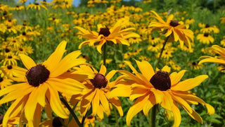 Rudbeckia subtomentosa <br>SWEET BLACK EYED SUSAN