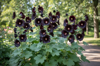 black flowered hollyhock plants