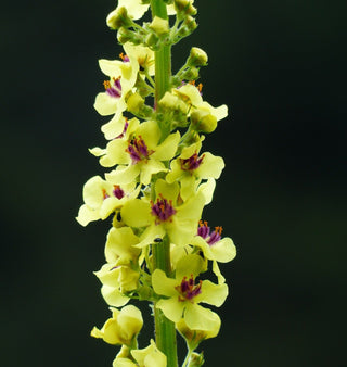 Verbascum hybridum <br>TEMPTRESS FLOWER MIX