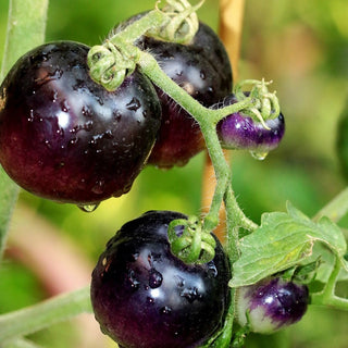 Solanum lycopersicum <br>DARK BLACK CHERRY TOMATO