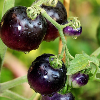 Solanum lycopersicum <br>BLACK BEAUTY TOMATO