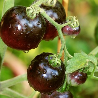 Solanum lycopersicum <br>TOMATO 'BLACK PRINCE' HEIRLOOM